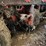 agrimetal-530-image-10