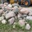 #6009-•-rock-pile-image-1