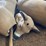 #3597-•-(2)-whitetail-deer-decoys-image-4
