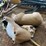 #3597-•-(2)-whitetail-deer-decoys-image-2