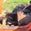 timberjack-240e-image-20