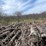 #5531-•-door-county-cherry-wood-image-4