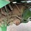 john-deere-4430-image-18