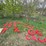 #2885-•-collection-of-plastic-letters-(or)-image-1