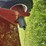 buhler-farm-king-16104-image-29