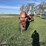 buhler-farm-king-16104-image-2