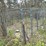 #2867-•-wire-dog-kennel-(or)-image-3