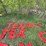 #2885-•-collection-of-plastic-letters-(or)-image-3