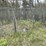 #2867-•-wire-dog-kennel-(or)-image-5