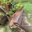 #2878-•-allis-chalmers-tractor-shovel-(or)-image-27