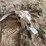 cow-skull-image-3
