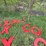 #2885-•-collection-of-plastic-letters-(or)-image-4