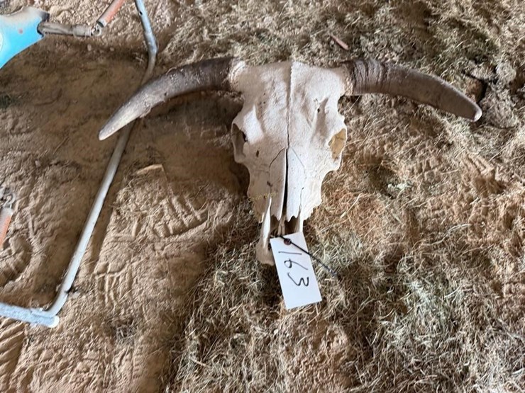 cow-skull-image-1