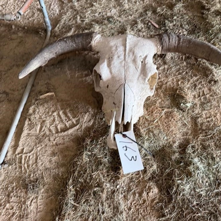 Cow Skull