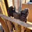 #1017-•-minneapolis-moline-forklift-image-14