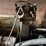 #2813-•-metal-saw-(g)-image-7