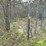 #2867-•-wire-dog-kennel-(or)-image-2