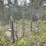 #2867-•-wire-dog-kennel-(or)-image-1