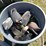 #2855-•-rubbermaid-garbage-can-(or)-image-5