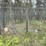 #2867-•-wire-dog-kennel-(or)-image-4