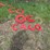 #2885-•-collection-of-plastic-letters-(or)-image-7
