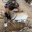 riding-horse-&-bull-image-4