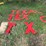 #2885-•-collection-of-plastic-letters-(or)-image-5