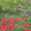 #2885-•-collection-of-plastic-letters-(or)-image-2