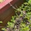 #2884-•-8'-box-blade-(or)-image-6