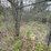 #2867-•-wire-dog-kennel-(or)-image-7