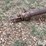case-ih-1010-image-9