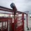 stronghold-cattle-chute-image-12