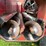 #3296-•-h&s-7-+-4-twin-auger-chopper-box-image-11