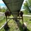 #2107-•-little-giant-20'-elevator-image-17