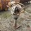 koehring-jumping-jack-tamp-image-1