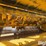 vermeer-bp8000-image-15