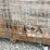 sdlanch-42ft-x-30ft-triple-garage-metal-shed-kit-image-6