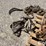 pallet-of-straps-&-binders-image-15