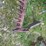 case-ih-1300-image-2