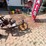 #24071-•-two-bottom-moldboard-plow-image-9