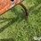 chisel-plow-image-13