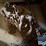 heavy-duty-log-chain-&-clevis-image-4