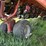 2015-case-ih-1265-image-14