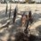 4-wheel-3-pt-hay-rake-image-3