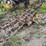7'-pea-weeder-image-2