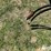 krause-4436d-image-10