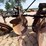 #24071-•-two-bottom-moldboard-plow-image-11