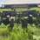 john-deere-494-image-6