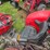 1990-massey-ferguson-253-image-5