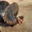 #30616-•-30in-auger-w/carbide-bits-image-3